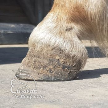 lal voor natuurlijke bekapping 20200815
