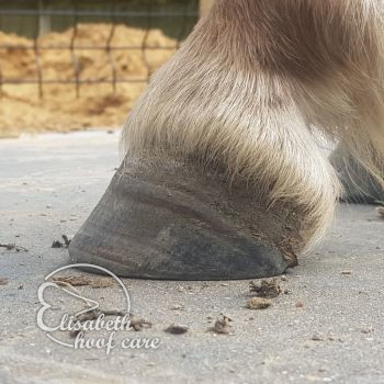 lal voor natuurlijke bekapping 20200830