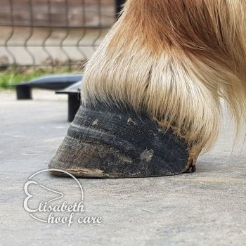 lal voor natuurlijke bekapping 20201004