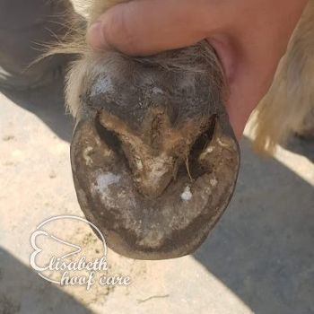lao voor natuurlijke bekapping 20200815