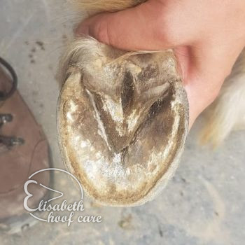 lao voor natuurlijke bekapping 20200830