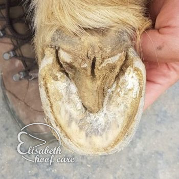 lao voor natuurlijke bekapping 20201004