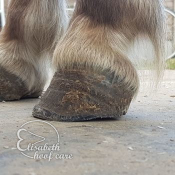 lvl na natuurlijke bekapping 20200815