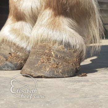 lvl voor natuurlijke bekapping 20200815