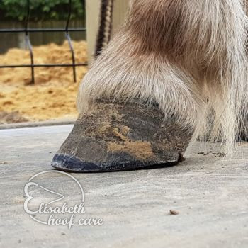 lvl na natuurlijke bekapping 20200830