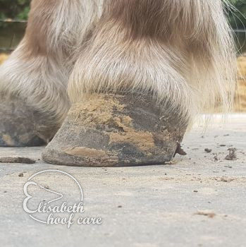 lvl voor natuurlijke bekapping 20200830