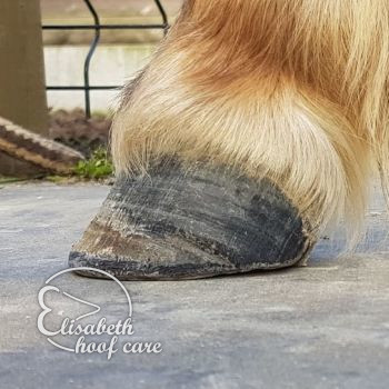 lvl na natuurlijke bekapping 20201004