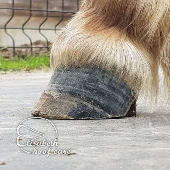 lvl voor natuurlijke bekapping 20201004