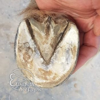 lvo na natuurlijke bekapping 20200815