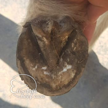 lvo voor natuurlijke bekapping 20200815