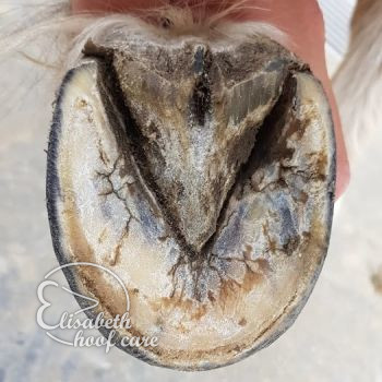 lvo na natuurlijke bekapping 20200830