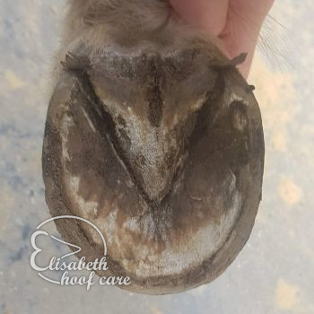 lvo voor natuurlijke bekapping 20200830