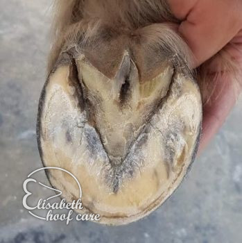 lvo na natuurlijke bekapping 20201004