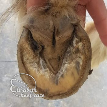 lvo voor natuurlijke bekapping 20201004