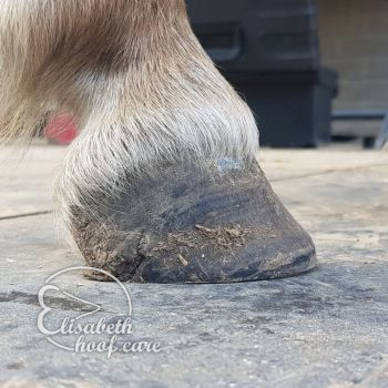 ral na natuurlijke bekapping 20200815