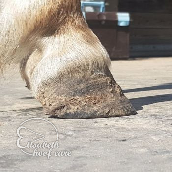 ral voor natuurlijke bekapping 20200815