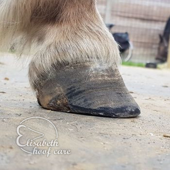 ral na natuurlijke bekapping 20200830