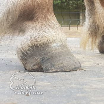 ral voor natuurlijke bekapping 20200830