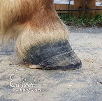 ral na natuurlijke bekapping 20201004