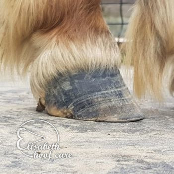 ral voor natuurlijke bekapping 20201004