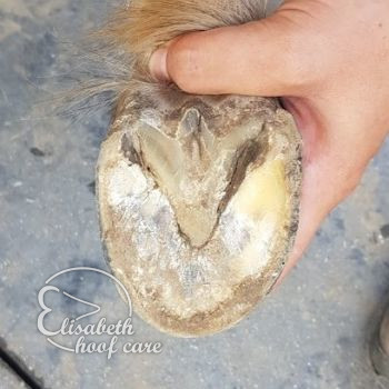 rao na natuurlijke bekapping 20200815