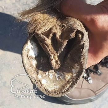 rao voor natuurlijke bekapping 20200815