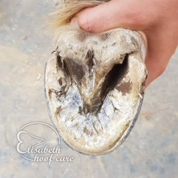 rao na natuurlijke bekapping 20200830