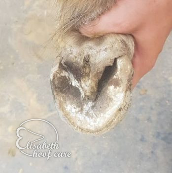 rao voor natuurlijke bekapping 20200830