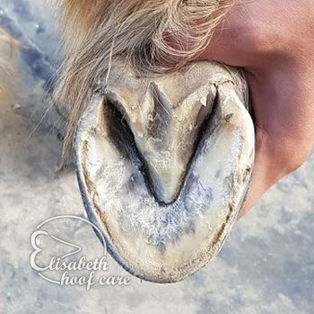 rao na natuurlijke bekapping 20201004