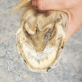 rao voor natuurlijke bekapping 20201004