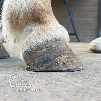 rvl na natuurlijke bekapping 20200815