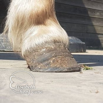 rvl voor natuurlijke bekapping 20200815