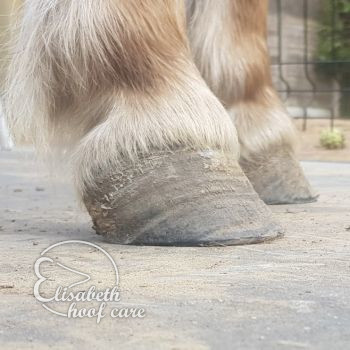 rvl voor natuurlijke bekapping 20200830