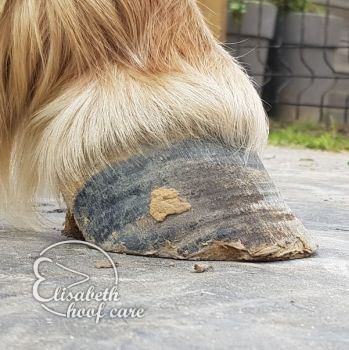 rvl voor natuurlijke bekapping 20201004