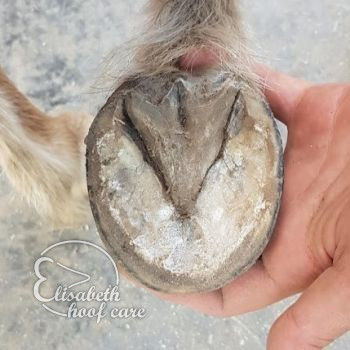 rvo na natuurlijke bekapping 20200815