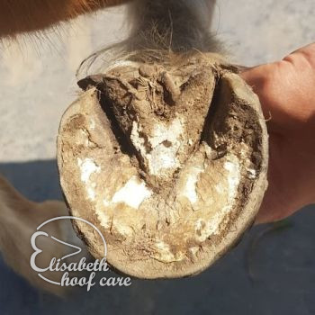 rvo voor natuurlijke bekapping 20200815