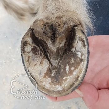 rvo na natuurlijke bekapping 20200830