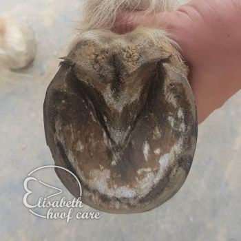 rvo voor natuurlijke bekapping 20200830