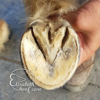 rvo na natuurlijke bekapping 20201004