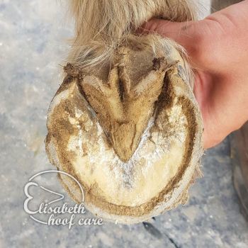 rvo voor natuurlijke bekapping 20201004